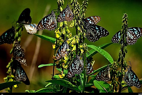 Blue tiger butterflies