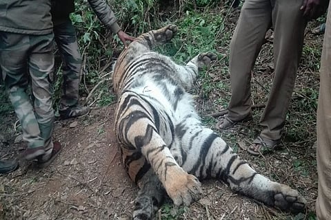 Post-mortem confirms death of tiger in Kodaikanal was due to poisoning