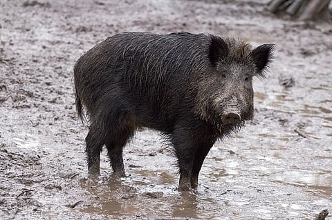 Image featuring a wild boar