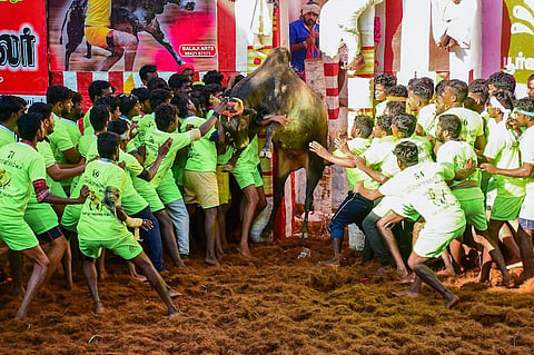 Two dead, over 30 injured in Alanganallur Jallikattu in Madurai