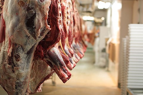 Futurist says we'll be talking to animals by 2050. Will we then turn vegetarian?