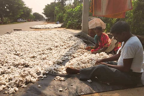 Telangana farmer and wife with cotton harvest