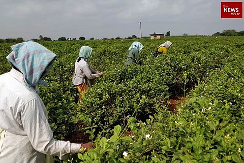 The women workers are engaged in a farming activity