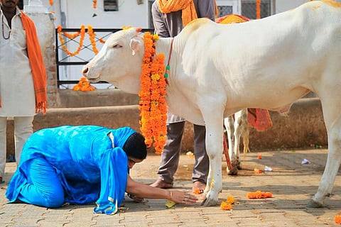 Andhra government to promote significance of cows on Kanuma