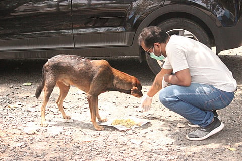 These Kerala volunteers feed hundreds of animals and birds during lockdown