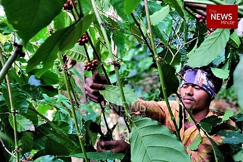 Araku’s coffee is world-famous, but why are its farmers still struggling?
