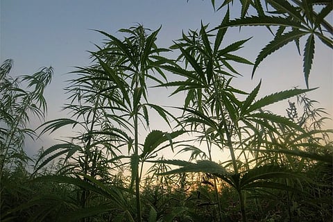 Why some Hyderabad start-ups want cannabis cultivation legalised
