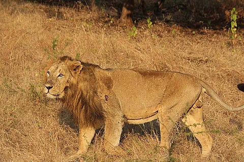 A representative image of an Asiatic lion