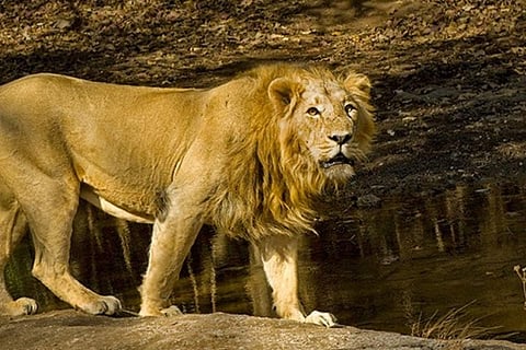 A representative image of an Asiatic Lion