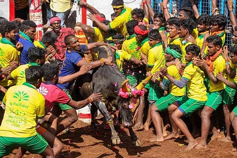 Several bull tamers trying to hold a bull during Jallikattu event