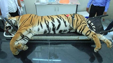 Hyd shooter’s claim of killing tigress Avni in self-defence ‘untenable’: Maha state panel