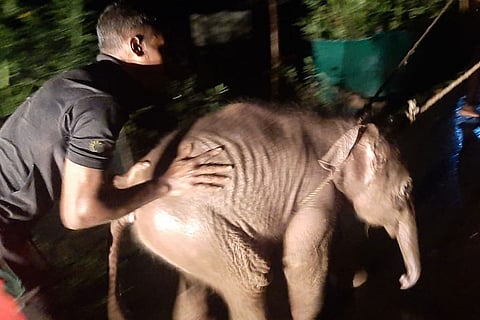 Baby elephant being rescued