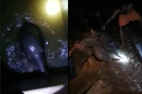 Watch: Coimbatore forest officials rescue baby elephant from 10-ft-deep water tank