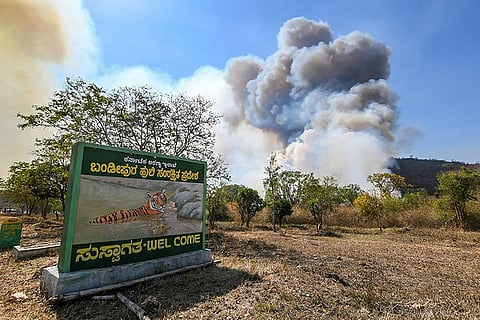 Fire in Bandipur Tiger Reserve finally put out after 5 days
