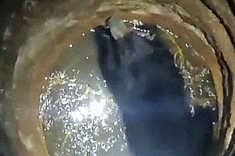Bear inside a well
