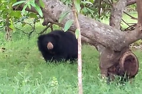 The bear in Srikakulam which attacked farmers and cattle before it was caught