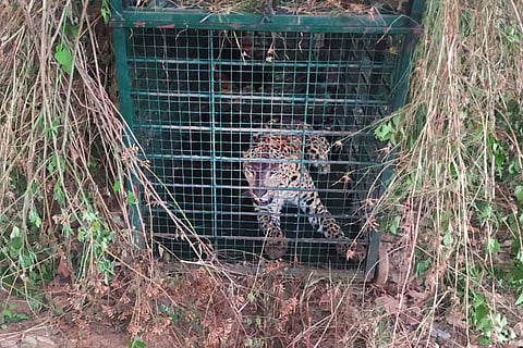 Leopard