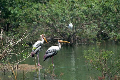 Explained: The controversy around reducing buffer zone of Vedanthangal Bird Sanctuary
