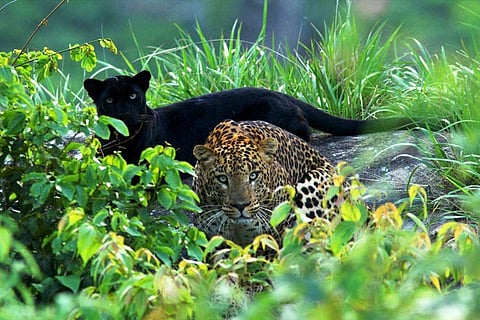 Black panther and leopard spotted together, TN photographer captures rare sighting