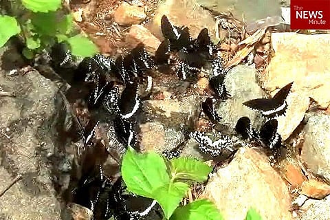 Why have the migratory butterflies in the south stopped their journey this year?