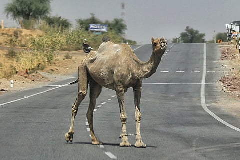 A file image of a camel standing in the middle of a road