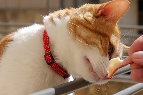 Run out of pet food, due for vaccination? What pet owners can do during lockdown