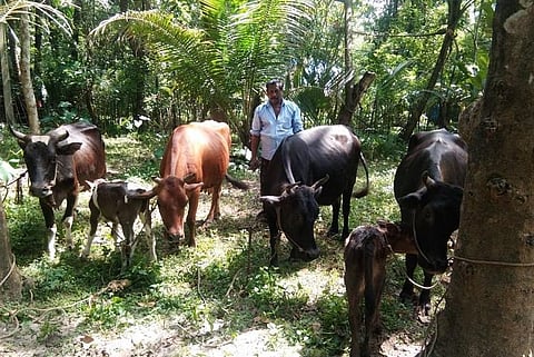 After floods washed away feed, Kerala’s cattle at risk of starvation, sickness