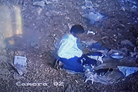 Chennai man accused of sexually assaulting puppies arrested