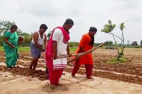 Nageswara Rao and his family ploughing their field