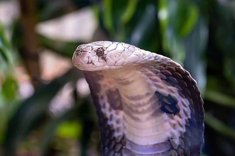 Cobra