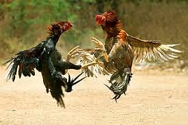 SC orders status quo on cock fights in Andhra