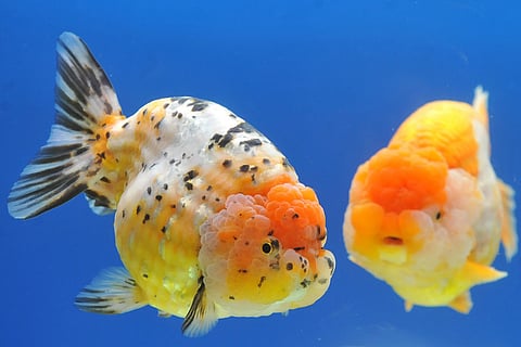 Aquarium Fish