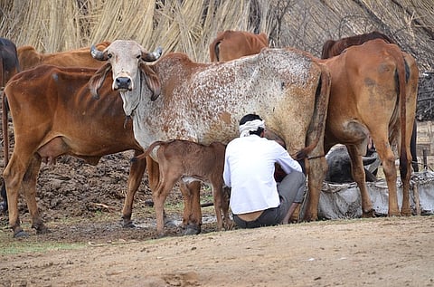 Declare cow as 'mother of the nation', demands Bharatiya Gau Kranti Manch