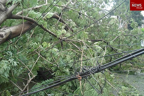 16 deaths, more than 12,000 trees uprooted: The havoc wreaked by Cyclone Vardah