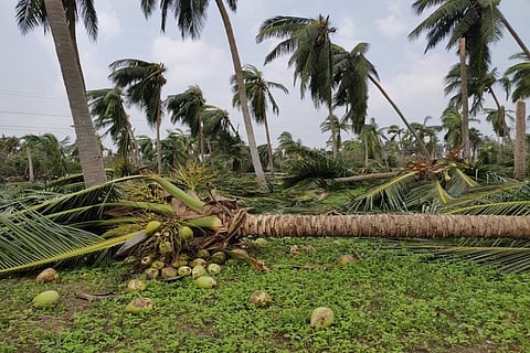 Gaja effect: Thousands of coconut and plantain trees damaged, lesser damage to paddy