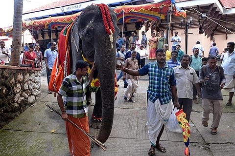 Kerala animal rights body contests 86-year-old elephant's entry into Guinness