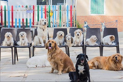 Therpup, a dog cafe in Bengaluru