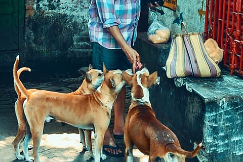 Street Dogs