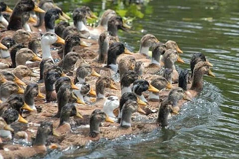 A group of ducks swimming in the water