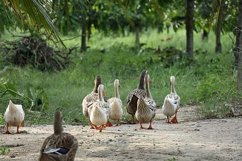 Ducks