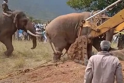 ‘Save Chinnathambi’: Public outrages against TN govt’s move to domesticate wild jumbo
