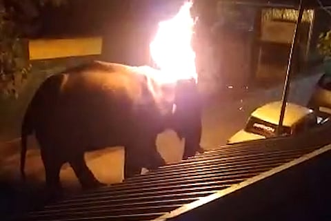 Elephant with ear set on fire