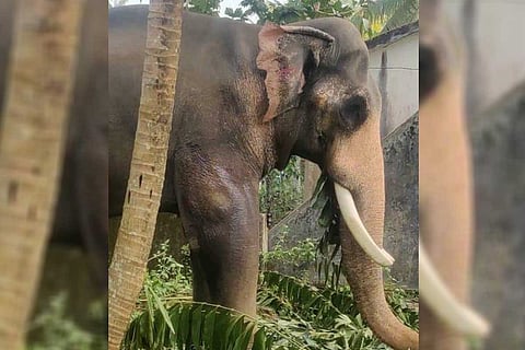Ambalapuzha Vijayakrishnan, a 51-year-old elephant in Kerala