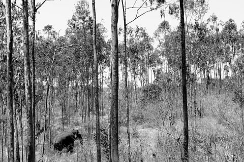 How recent understanding of elephant behaviour can help solve the man-animal conflict