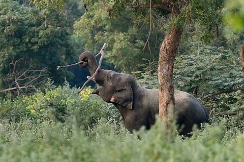 Representative image of an elephant