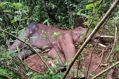The corpse of the elephant that succumbed in Coimbatore