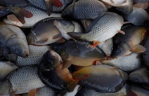 Post floods, scientists find several species of fish and dragonflies new to Kerala