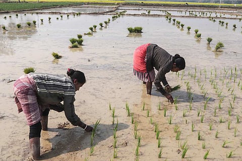 farmers
