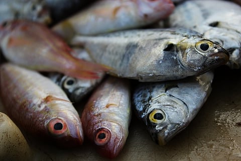 Bihar bans sale and storage of Andhra fish in Patna after formalin detected in samples