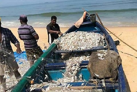 ‘Meengal’: Govt launches home delivery app for seafood in Chennai
